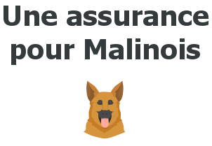 assurance malinois